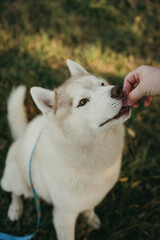 happy wolf-colored husky dog ​​smiling under the evening sunset © Людмила Таможенко