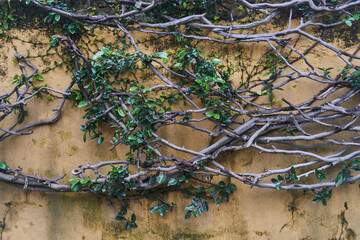 The vibrant and lush green vines create a striking contrast against the beautifully textured, weathered wall