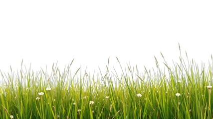 Obraz premium green grass isolated on white