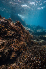 Underwater coral reef