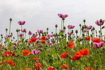 Mohnblumen und Mohnkapseln