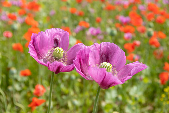 zwei Mohnblumen in pink