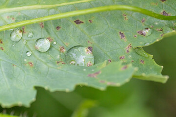 Blatt mit Wassertropfen