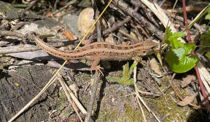 Weibliche Zauneidechse im Sommerlicht – Natürliche Eleganz in der Wildnis