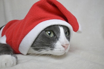 An adorable little cat with a white face in a Santa Claus costume. Christmas. The concept of the holiday.