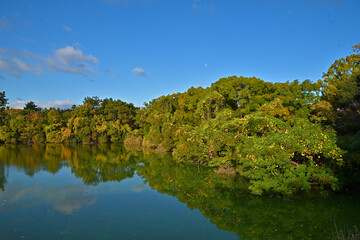 池の縁に並ぶ落葉樹が色づき始め、林の色彩がグラデーションになった風景