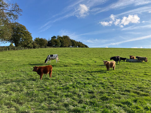 Beautiful English summer landscape, cows in field