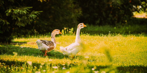 Geese Goose Walking Outdoors In Summer Day.