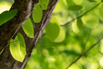 ハート型の葉っぱが朝日に照らされ輝くカツラの木