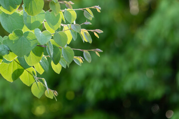 ハート型の葉っぱが朝日に照らされ輝くカツラの木