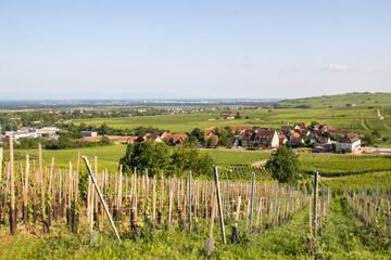 Obraz premium Vue panoramique de Riquewihr depuis les vignobles surplombant la ville