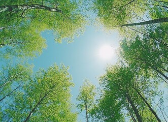 View of canopy of birch trees with sunlight streaming through vibrant green leaves under blue sky with small white clouds. Natura scene for eco-themed designs or environmental campaigns.