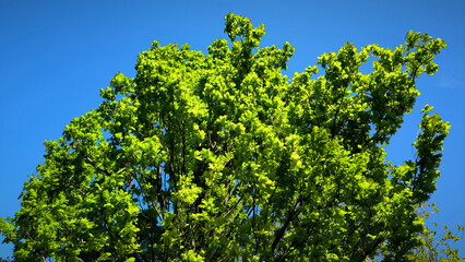 oak tree in the spring growing in the park and forest