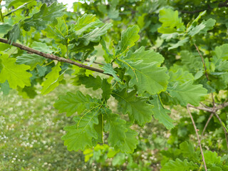 oak tree in the spring growing in the park and forest