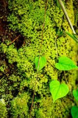 Fresh moss growth on tree trunk