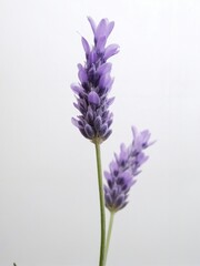 Delicate Lavender Flowers Standing Tall Against a Soft White Background, Showcasing Their Beautiful Purple Petals and Green Stem in an Elegant Composition