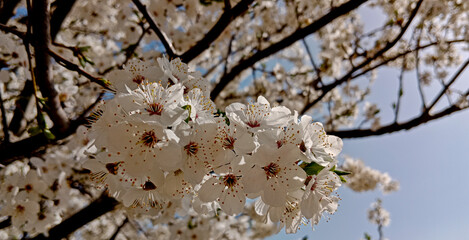 White cherry blossom. Spring blooming trees. Spring background. Cherry blossoms over blue sky. Flowering trees. Blooming spring flowers. 