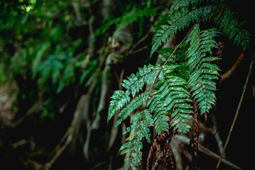 Fresh fern leaves in tropical forest