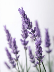 Obraz premium Delicate Lavender Stems Against a Soft White Background, Showcasing the Beauty and Elegance of Nature's Purple Blooms in Artistic Composition