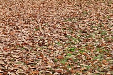 가을 풍경 - 낙엽