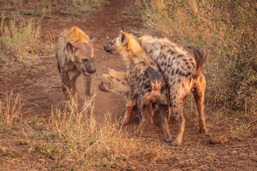 Group of four Spotted Hyena's (Crocuta crocuta) showing social behavior