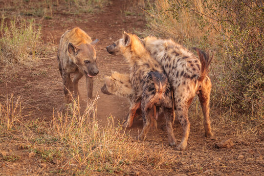 Group of four Spotted Hyena's (Crocuta crocuta) showing social behavior