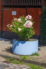 Blauer Blumenk&uuml;bel mit Rosen auf dem B&uuml;rgersteig stehend, Deudtschland