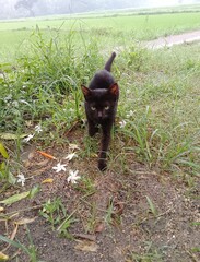 person in a garden cat 