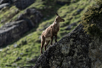 ibex European alps bouquetins in the wild