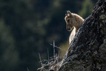 ibex European alps bouquetins in the wild