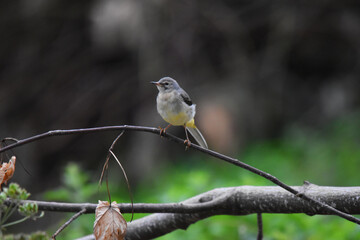 Grey Wagtail on a Branch