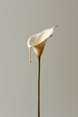 Minimalist Elegance: A Graceful Calla Lily Unfurls Its Delicate Petal Against a Serene Backdrop