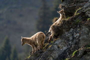 ibex European alps bouquetins in the wild