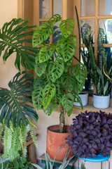 Monstera Monkey Mask or obliqua or Adansonii in a terracotta pot on a wooden table © GreenThumbShots