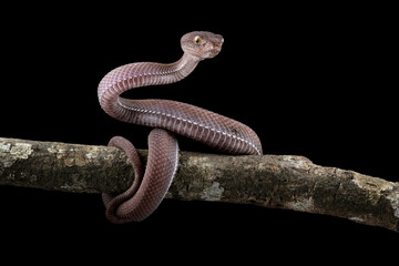 Baby viper snake on branch, isolated on black background, trimeresurus purpureomaculatus