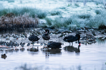 Black Swan, Cygnus atratus, birds on a winter marshes at dawn