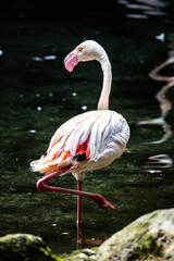 A graceful flamingo stands on one leg in shallow water, showcasing its striking pink plumage. Sunlight reflects off the water, creating a serene atmosphere in its natural habitat.