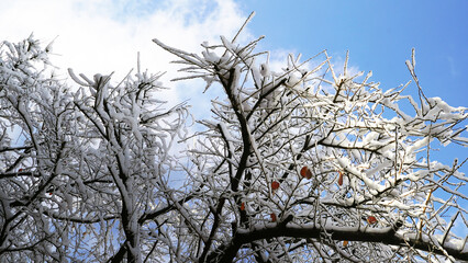 Snow-covered Trees and Branches, Winter Landscape, Blue Sky and White Clouds, Freezing Weather