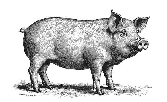 recommend clip art: Pig, hog, boar. Vintage retro print, black white pig sketch ink pencil style drawing, linear drawing, engrave old school. Sketch artwork silhouette pig, hog, boar. Side view profile. Illustration