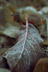 Autumn dry fallen leaves are covered with morning  frost, close up view