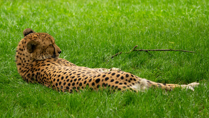 A resting cheetah.  © InfinityWave