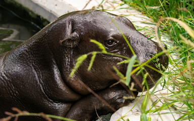 Fototapeta premium cute baby hippo growing fast