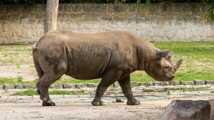 Obraz premium The rhinoceros is one of the largest African animals.