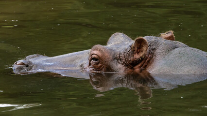 A hippopotamus in its natural habitat.