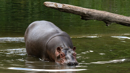 A hippopotamus in its natural habitat.