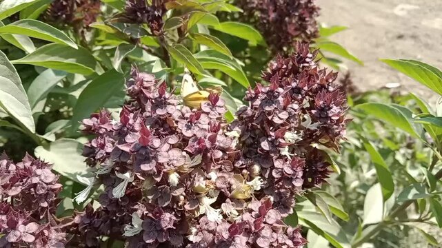 Butterfly on ocimum basilicum flower or butterfly on Basil flower in the garden	