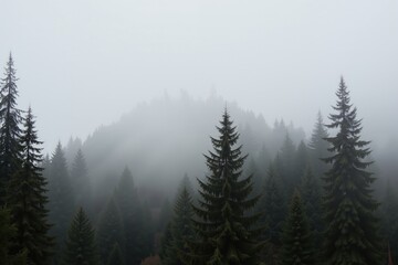 Obraz premium Serene misty fog enveloping majestic mountain pines in tranquil forest scenery.