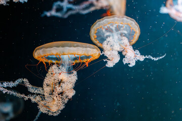 underwater photography jellyfish Chrysaora fuscescens, Pacific sea nettle, West Coast sea nettle © Minakryn Ruslan 