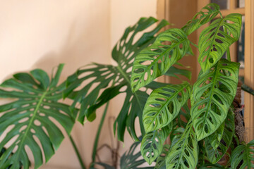 Monstera Acuminata, Monstera Adansonii or Monstera Obliqua plant closeup