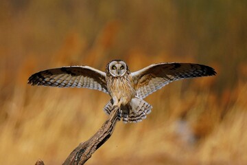 red tailed hawk